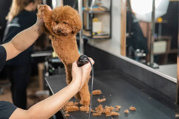Mulher Aparando Poodle Brinquedo Com Navalha Elétrica Salão Aliciamento — Fotografia de Stock