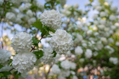 Baharda açık havada bahar güneşinde açan beyaz leylak