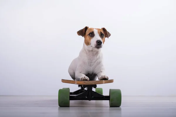 Dog Jack Russell Terrier Longboardzie Studio Białym Tle — Zdjęcie stockowe
