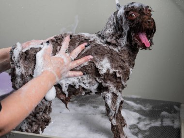 Kadın kuaförde mini fino köpeğini şampuanlıyor.