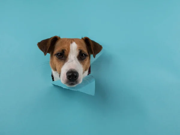 Funny dog muzzle jack russell terrier sticks out of a hole in a blue cardboard background