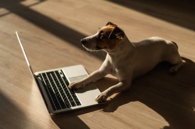 Jack Russell Terrier dog sitting at a laptop on a wooden floor