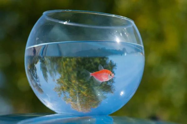Goldfish Swims Aquarium Blue Sky Green Trees — Foto Stock