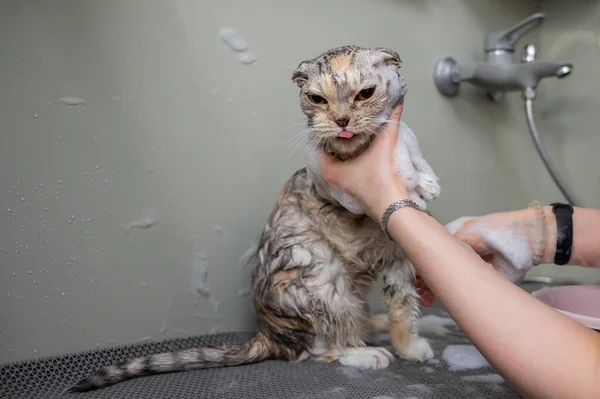 Frau Shampooniert Eine Gestromte Graue Katze Einem Pflegesalon — Stockfoto