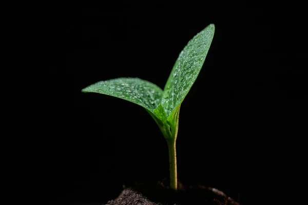 ズッキーニの芽で露が黒い背景に落ちる — ストック写真