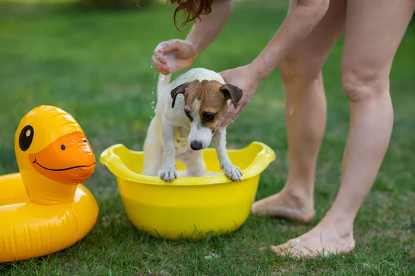 Proprietario Lava Cane Jack Russell Terrier Bacino Giallo Prato Verde — Foto Stock