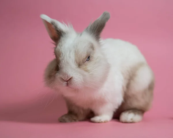 Portrait Cute Gray White Rabbit Pink Background — Stock Photo, Image
