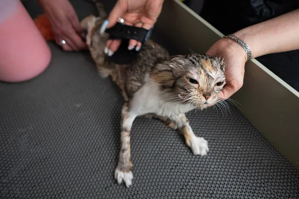Grooming salon workers comb out a striped gray cat