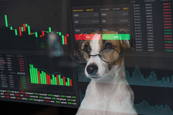 Gözlüklü Jack Russell Terrier Köpek Hud Menüsüne Bakıyor Borsa Tabloları — Stok fotoğraf
