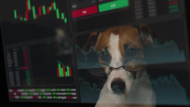 Jack Russell Terrier Hund Glasögon Tittar Hud Menyn Aktiescheman Mäklarterminal — Stockvideo
