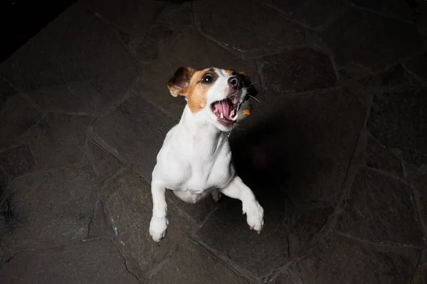 Śmieszne Jack Russell Terrier Pies Łapie Suche Jedzenie Locie — Zdjęcie stockowe