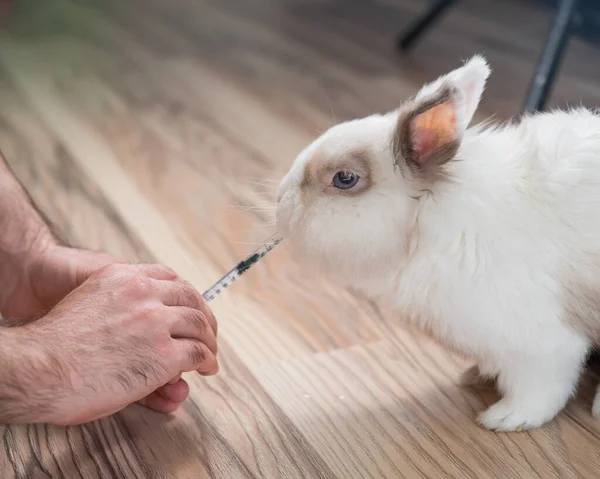 Een Man Geeft Een Konijnenmedicijn Uit Een Spuit Bunny Drinkt — Stockfoto