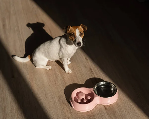 Double Bowl Slow Feeding Bowl Water Dog Top View Jack — Φωτογραφία Αρχείου