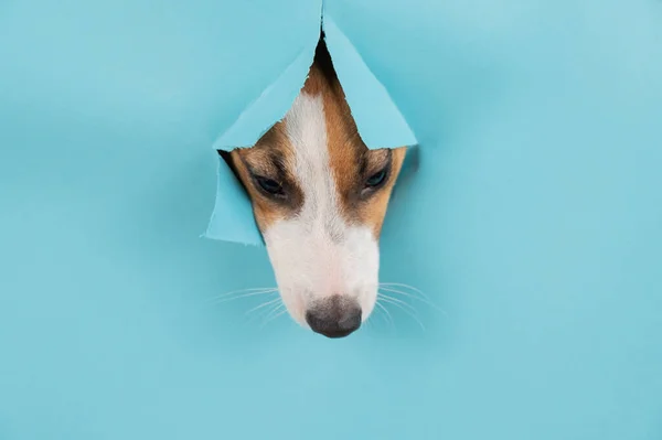 Funny dog muzzle from a hole in a paper blue background. Copy spase