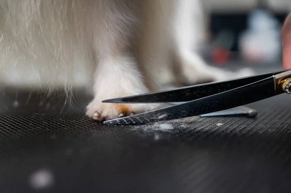 stock image A female groomer cuts the hair between the toes of a Papillon dog