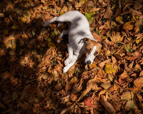 Cane Jack Russell Terrier Trova Nelle Foglie Cadute Una Passeggiata — Foto Stock