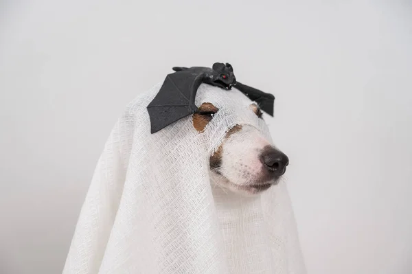 Beyaz Bir Arka Planda Kafasına Sopayla Hayalet Kostümü Giymiş Köpek — Stok fotoğraf