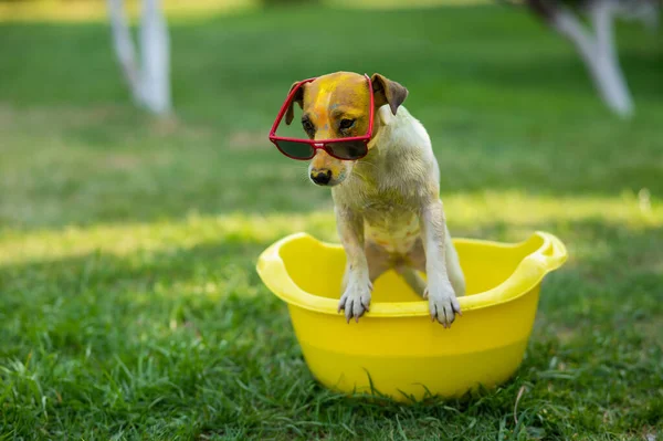 Jack Russell Cão Terrier Óculos Sol Lava Uma Bacia Amarela — Fotografia de Stock