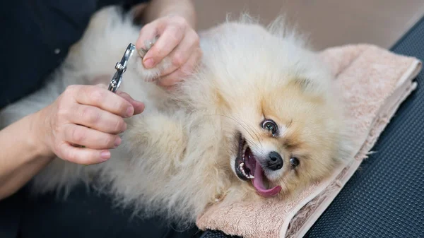 Wanita Groomer Trims Cakar Pada Cakar Dari Anjing Spitz — Stok Foto