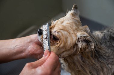 Bir kadın kuaförde şirin bir Pomeranya köpeğinin ağzını tarıyor.