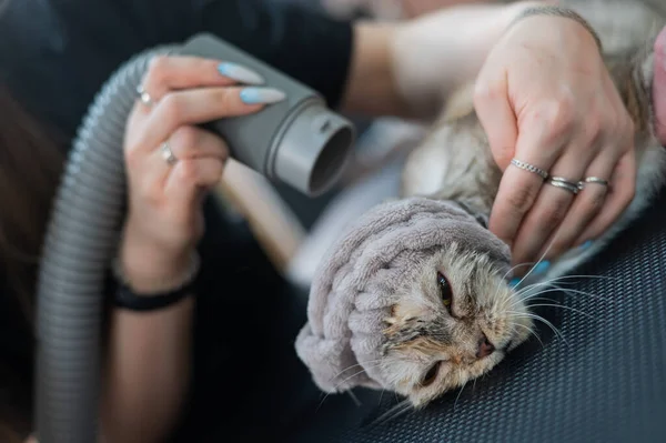 A woman dries a cat with a hair dryer in a grooming salon