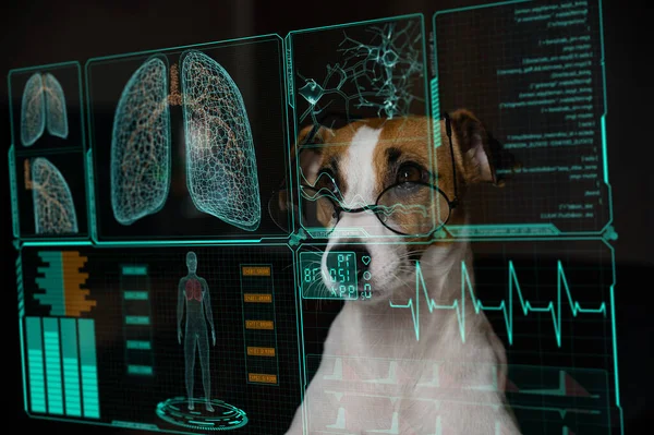 Jack Russell Terrier Cão Olha Para Uma Tela Virtual Com — Fotografia de Stock