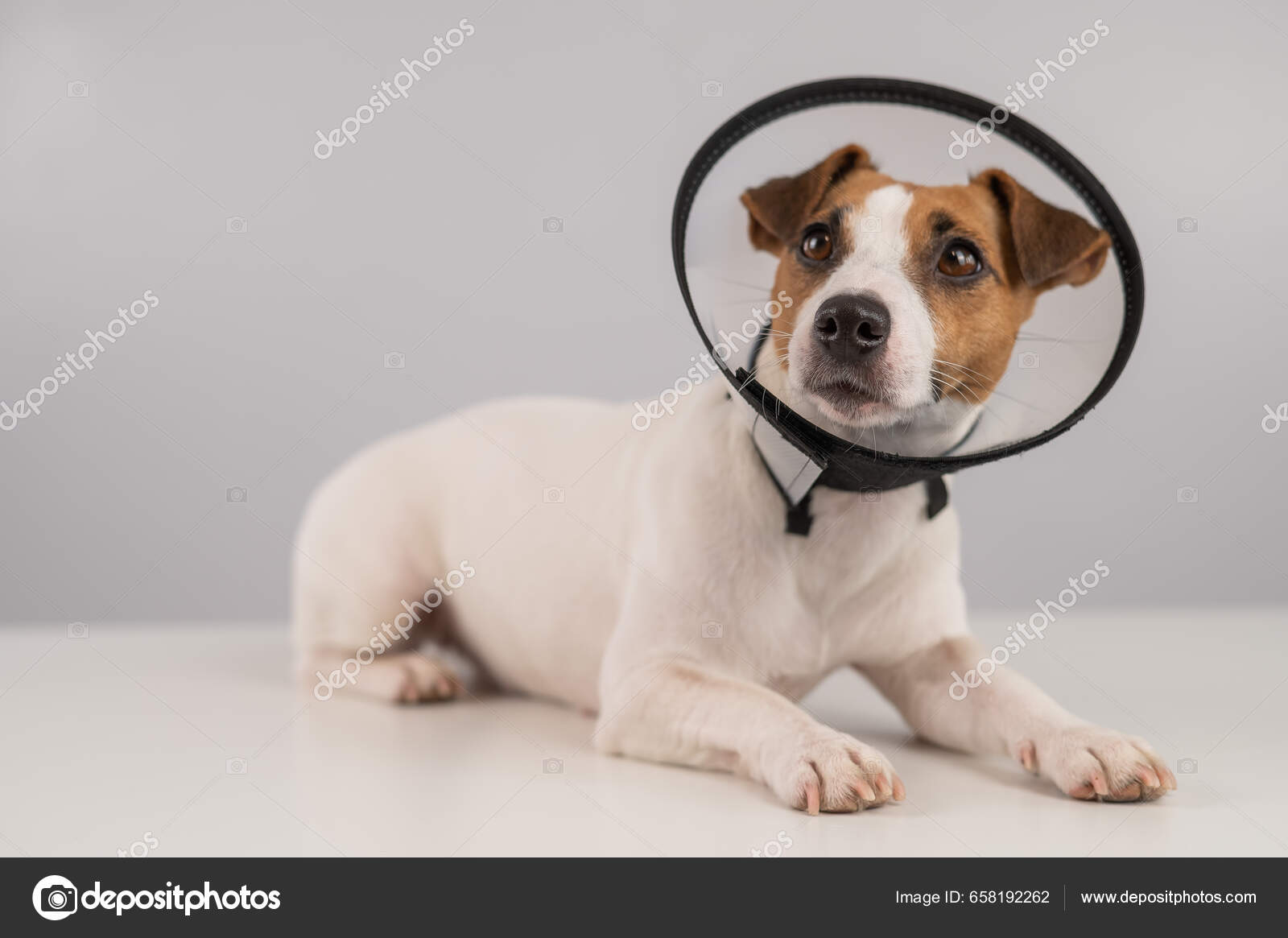 Jack Russell Terrier Dog Plastic Cone Surgery Stock Photo by ©inside-studio  658192262