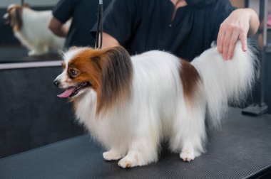 Papillon Continental Spaniel köpeğini kuaförde tutan kadın.