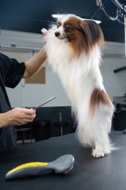 Beyaz bir kadın köpeği kurutuyor. Papillon Continental Spaniel kuaförde