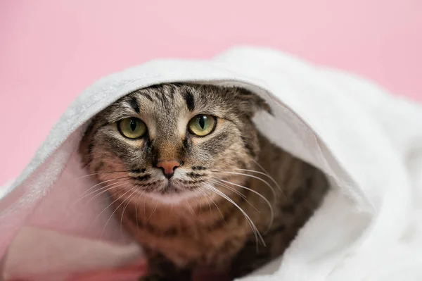Kot Paski Owinięty Biały Ręcznik Różowym Tle — Zdjęcie stockowe