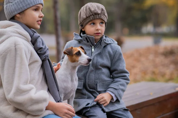 兄弟姉妹は秋の公園を散歩するためにベンチに犬と抱擁で座っています 少年少女とジャック ラッセル テリア — ストック写真