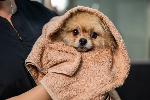 Bir kadın yıkandıktan sonra bir Pomeranya 'lıyı bej bir havluyla siler. Kuaförde Spitz köpeği