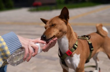 Sahibi, Afrikalı köpek Basenji 'yi sıcakta bir şişeden sular.