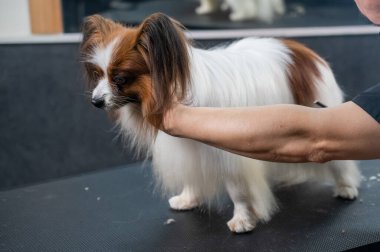 Bir kadın kuaför Papillon köpeğinin ayak parmakları arasındaki kılları kesiyor.