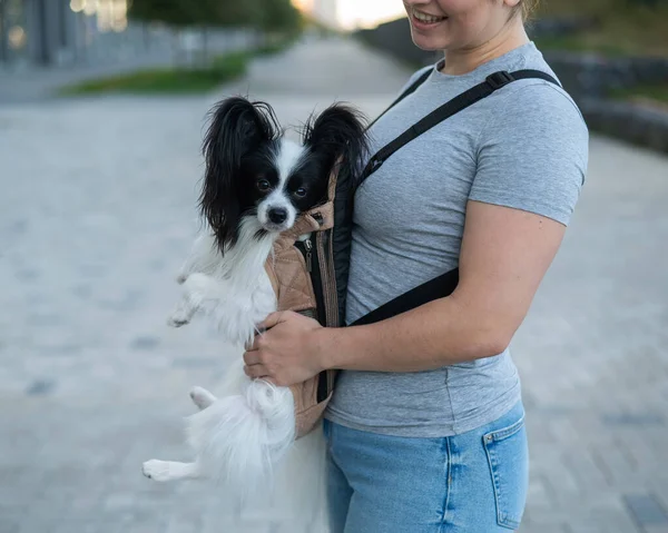 女性はバックパックの中で犬と一緒に歩く スリング中のコンチネンタル パプリオン スパニエルのクローズアップ肖像 — ストック写真