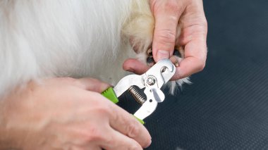 Tımarcı kadın papillon bir köpeğin pençelerini buduyor.