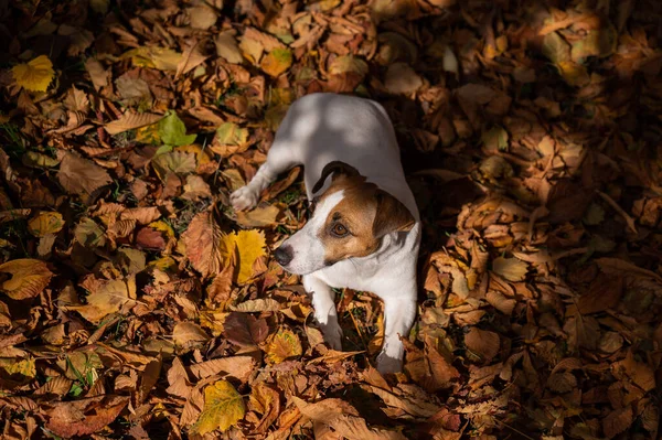 Dog Jack Russell Terrier Fekszik Lehullott Levelek Egy Séta Őszi — Stock Fotó