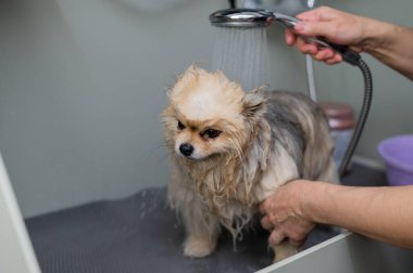 Bir kadın kuaförde şirin bir Pomeranya köpeği yıkıyor.
