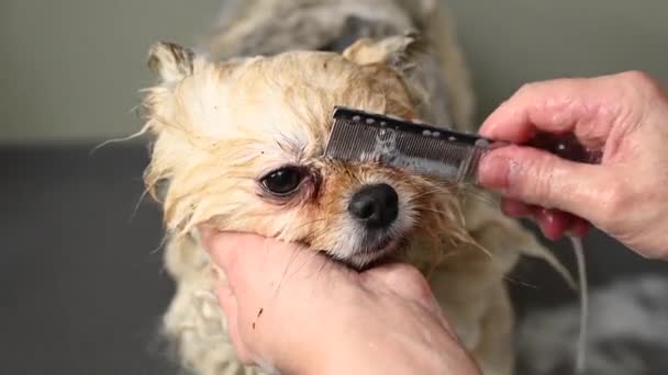Een Vrouw Kamt Muilkorf Van Een Schattige Pomeranian Hond Een — Stockvideo