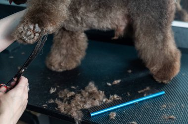 Bir kadın kahverengi kıvırcık bir köpeğin patisini makasla kesiyor. Kaniş ve kucak köpeği karışımı.