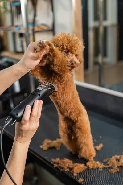 Woman Trimming Toy Poodle Electric Razor Grooming Salon — Stock Photo, Image
