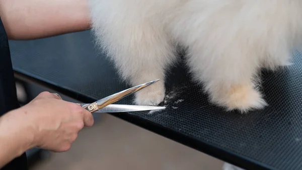 A woman cuts the hair on the paw of a Spitz. Spitz dog in a grooming salon