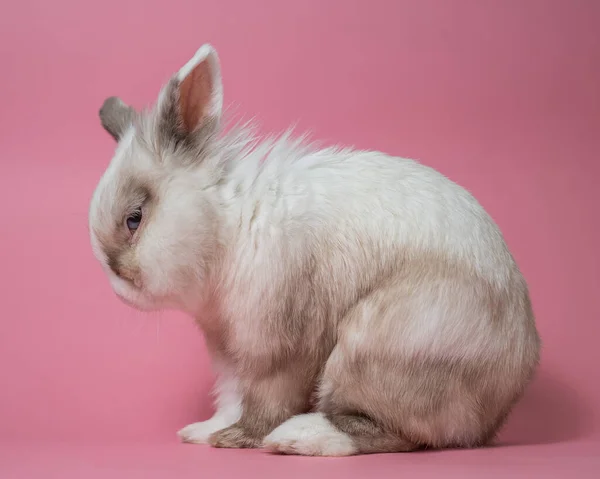 Портрет Милого Серо Белого Кролика Розовом Фоне — стоковое фото