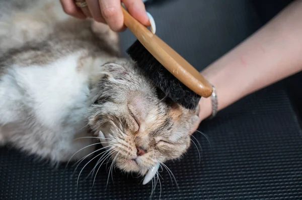 Grooming salon workers comb out a striped gray cat