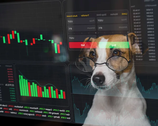 Jack Russell Terrier Cane Occhiali Guarda Menu Hud Grafici Azionari — Foto Stock