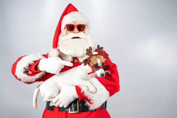 Portret Świętego Mikołaja Okularach Przeciwsłonecznych Psa Jacka Russella Terriera Uszach — Zdjęcie stockowe