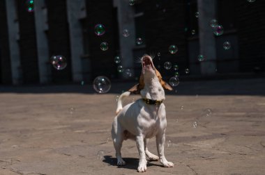 Dışarıda sabun köpüğü yakalayan sevimli köpek Jack Russell Terrier.