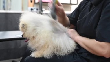 Bir kadın saç tıraşından sonra tatlı bir tükürüğün tüylerini yoluyor. Kuaförde bir köpek.