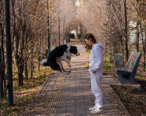 秋に公園で犬と一緒に歩く白人女性 国境警備隊は非常に高いジャンプします — ストック写真