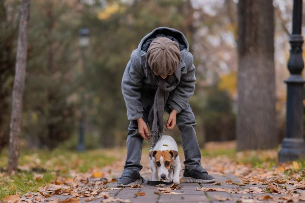 Vit Pojke Promenader Med Hund Jack Russell Terrier Höstparken — Stockfoto